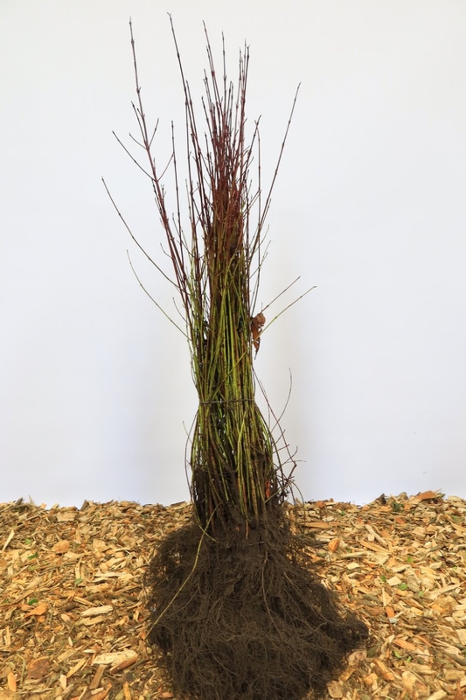 Cornus sanguinea - 60-100 CM bare root 1/1